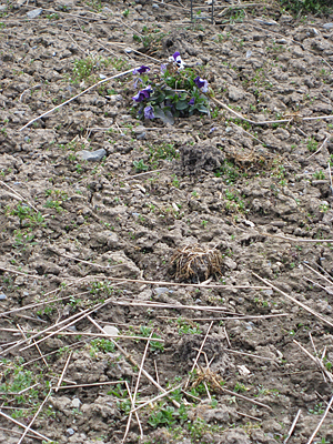 pansy unmulched